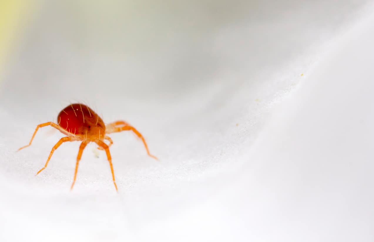 Anystis baccarum (Crazee Mite)