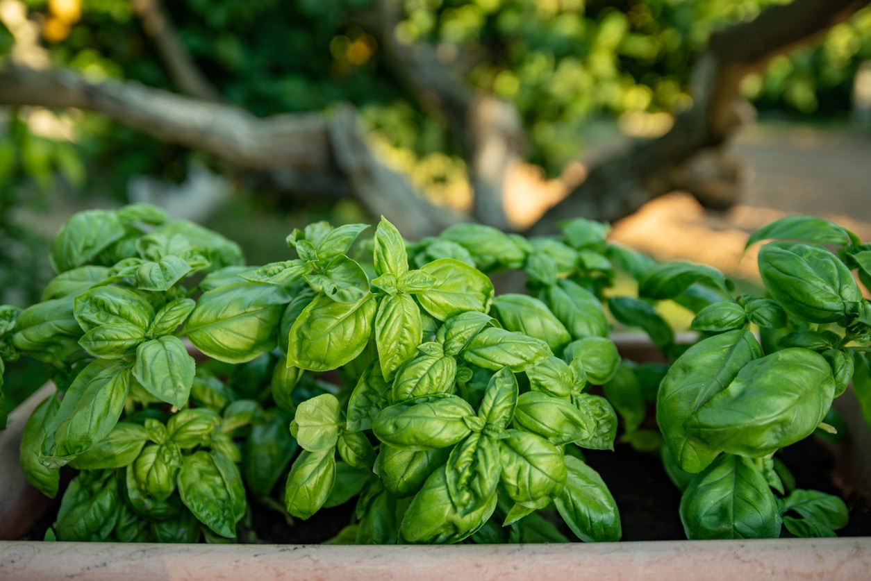 Herbs, Perennials and Bedding Plants