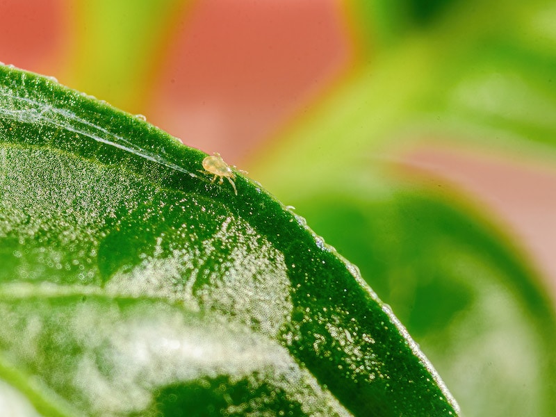 Aphidolete adult - Applied Bio-nomics Beneficials
