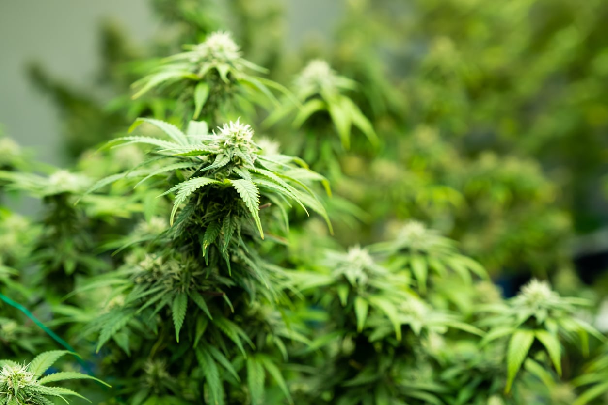 Cannabis