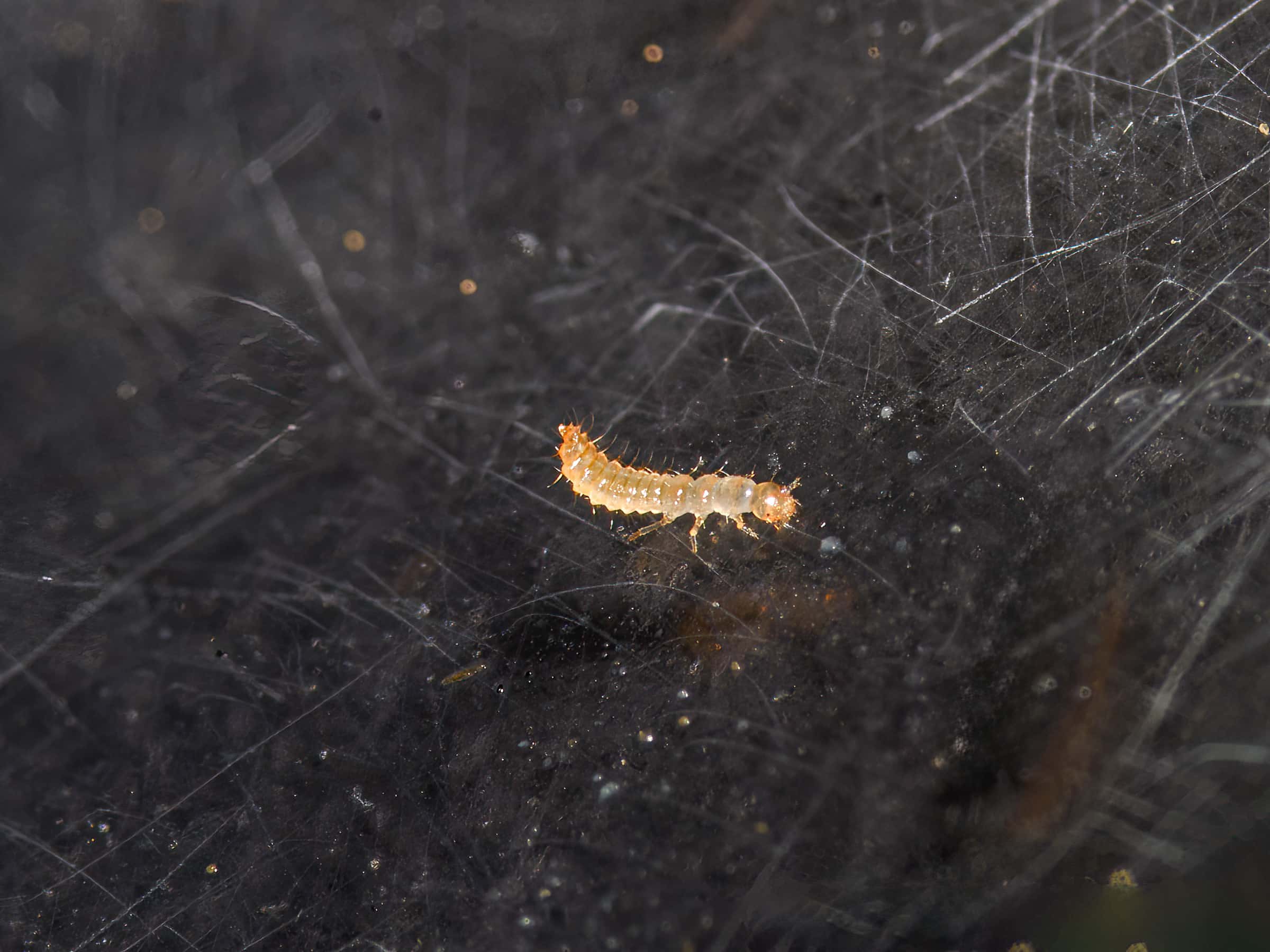 Dalotia (Atheta)