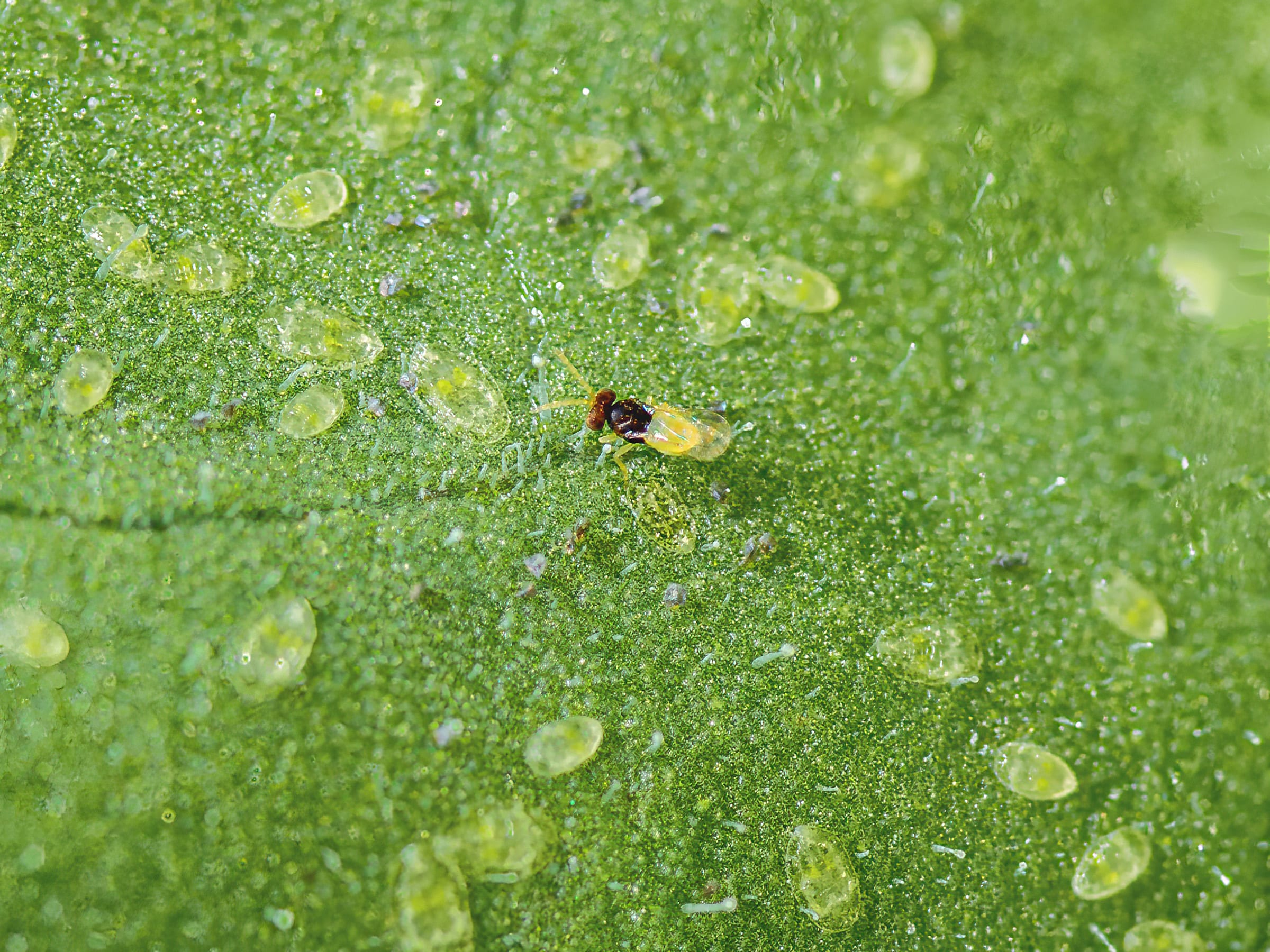 Encarsia Formosa