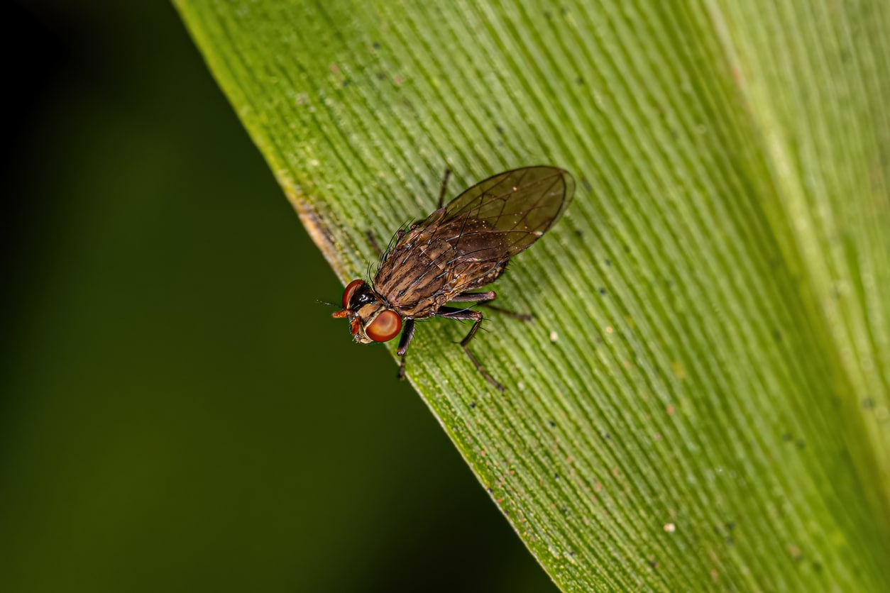 Shore Fly