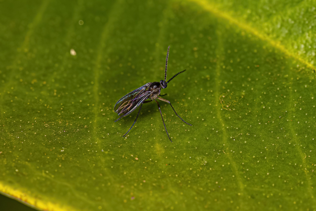 Fungus Gnats
