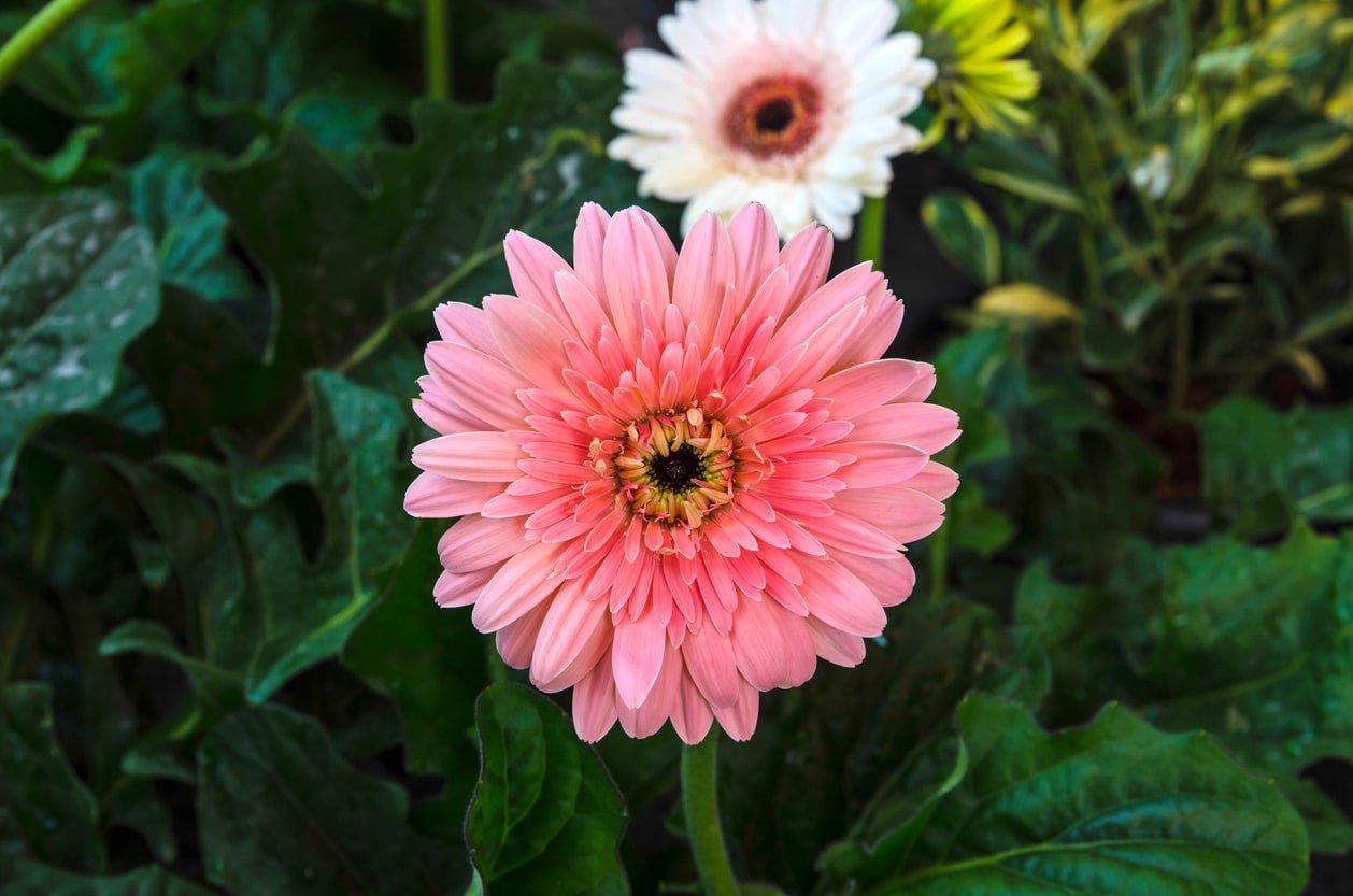 Gerbera
