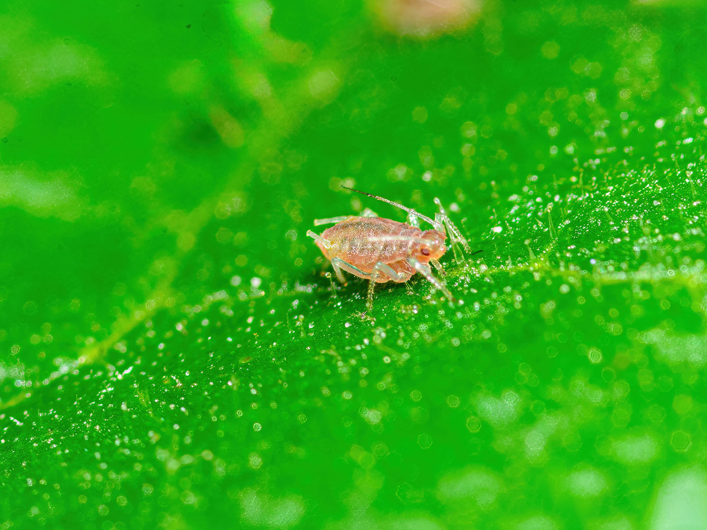 Aphids