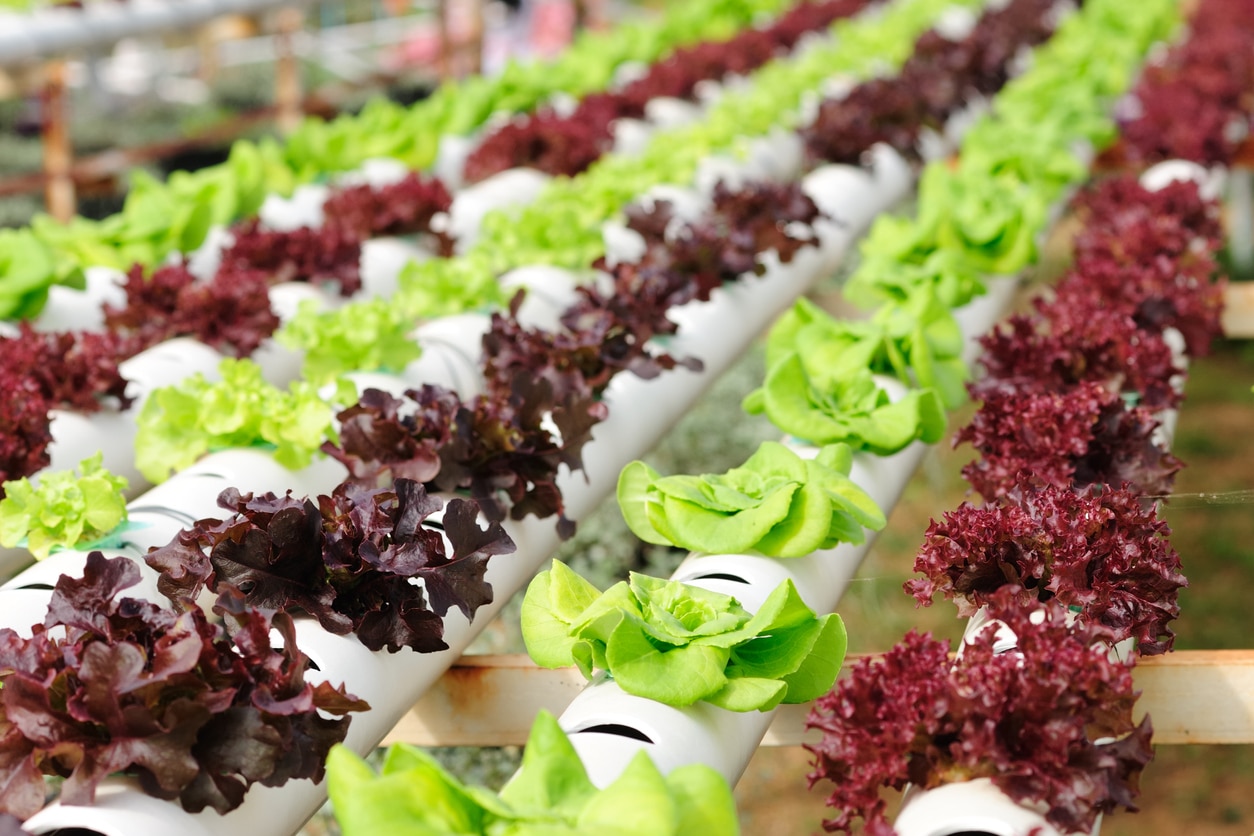 Hydroponic Lettuce