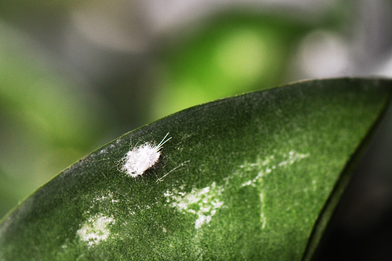 Mealy Bug