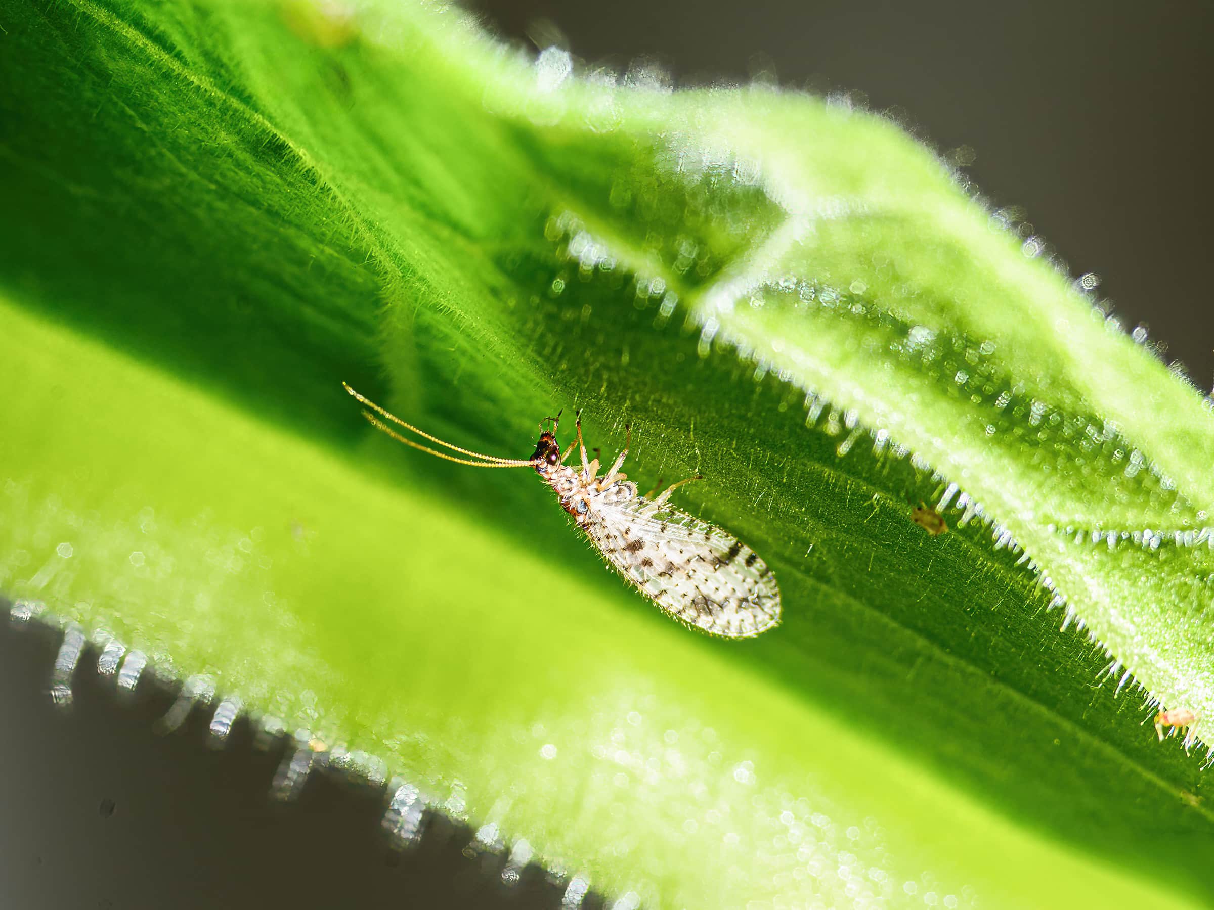 Micromus