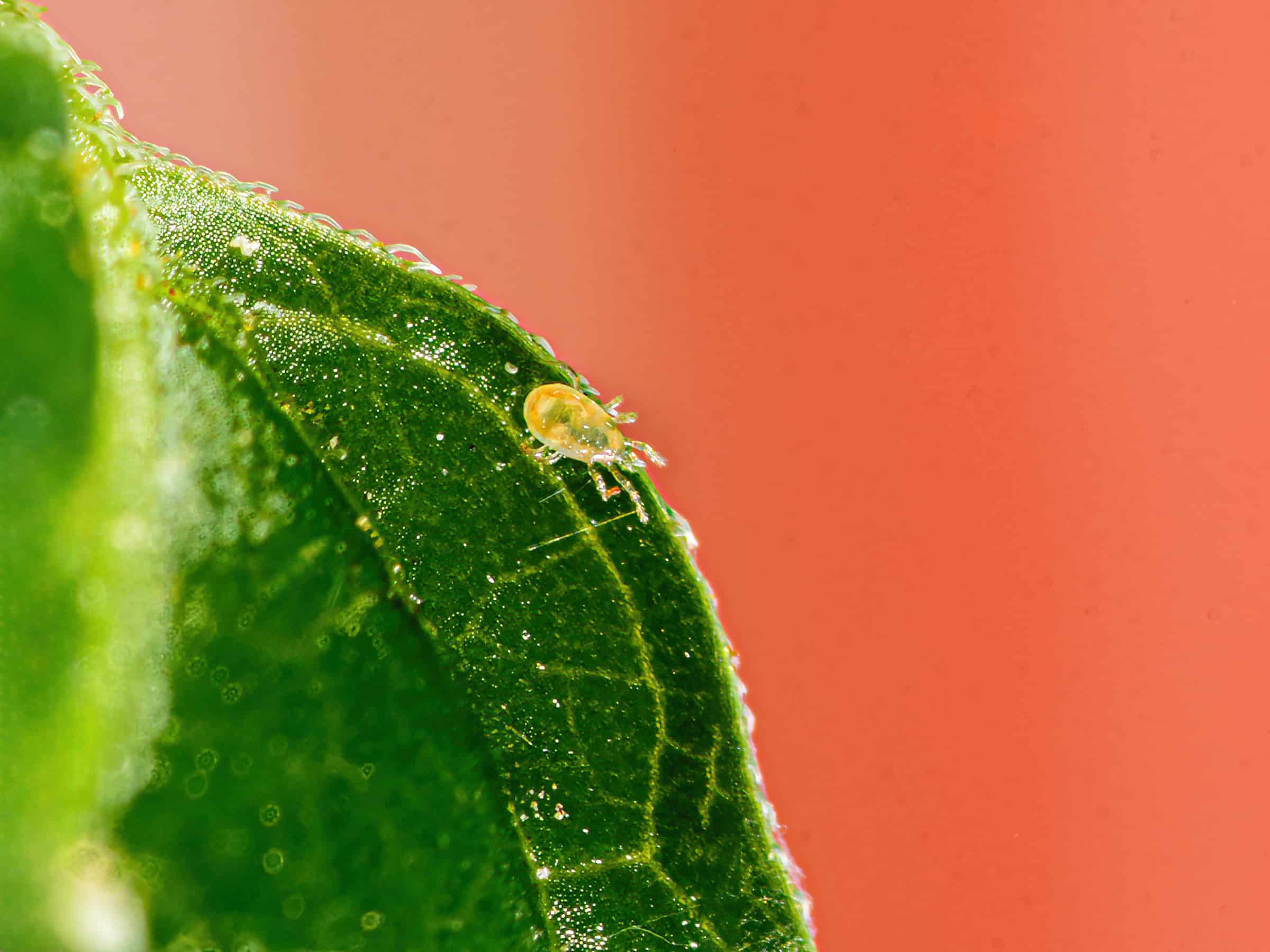 Cucumeris