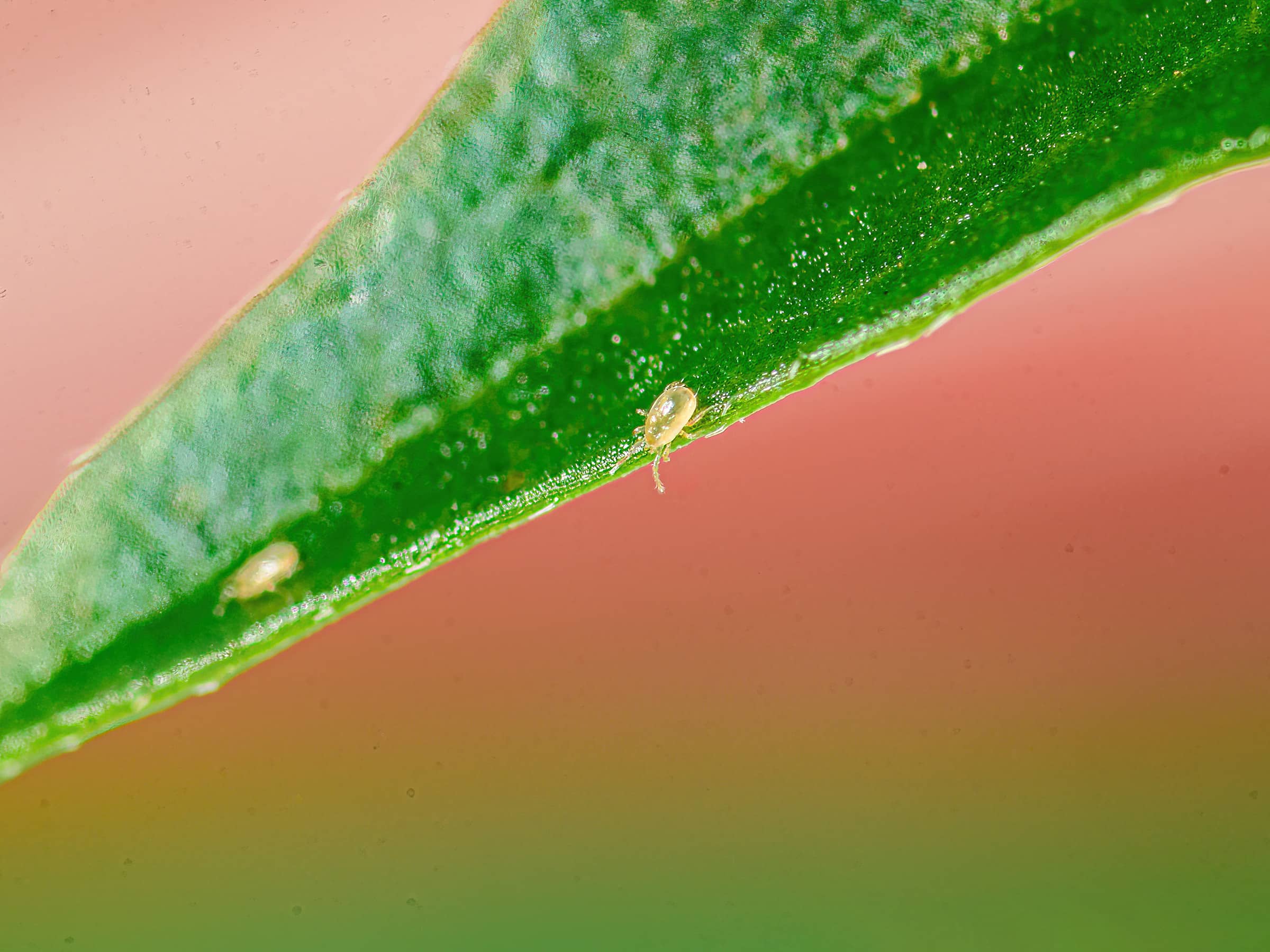 Fallacis