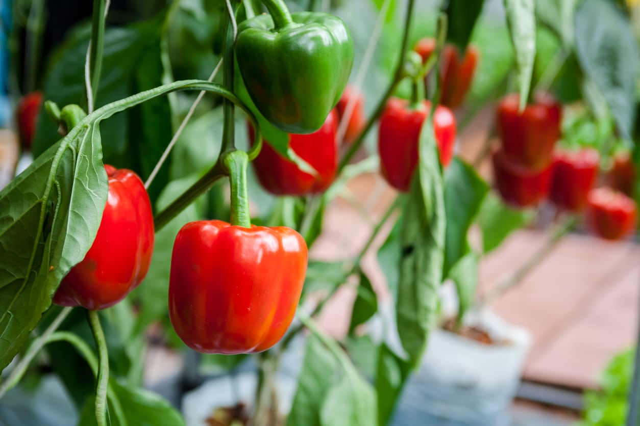 Peppers