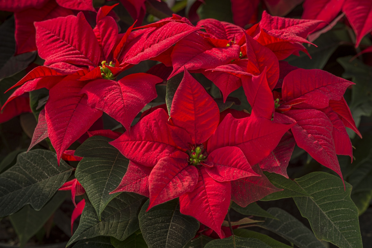 Poinsettia