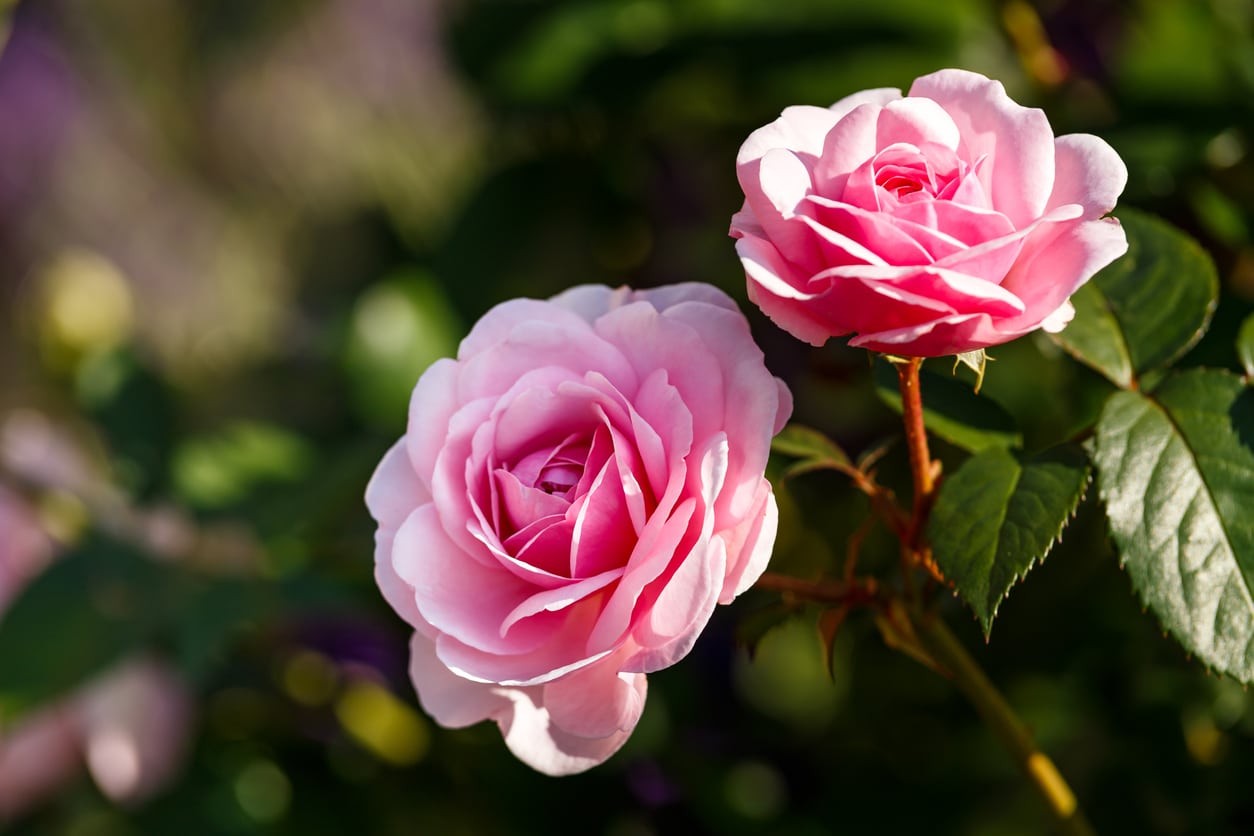 Roses
