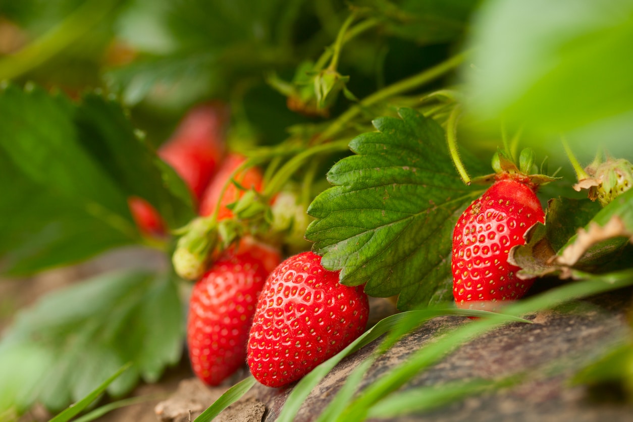 Strawberries