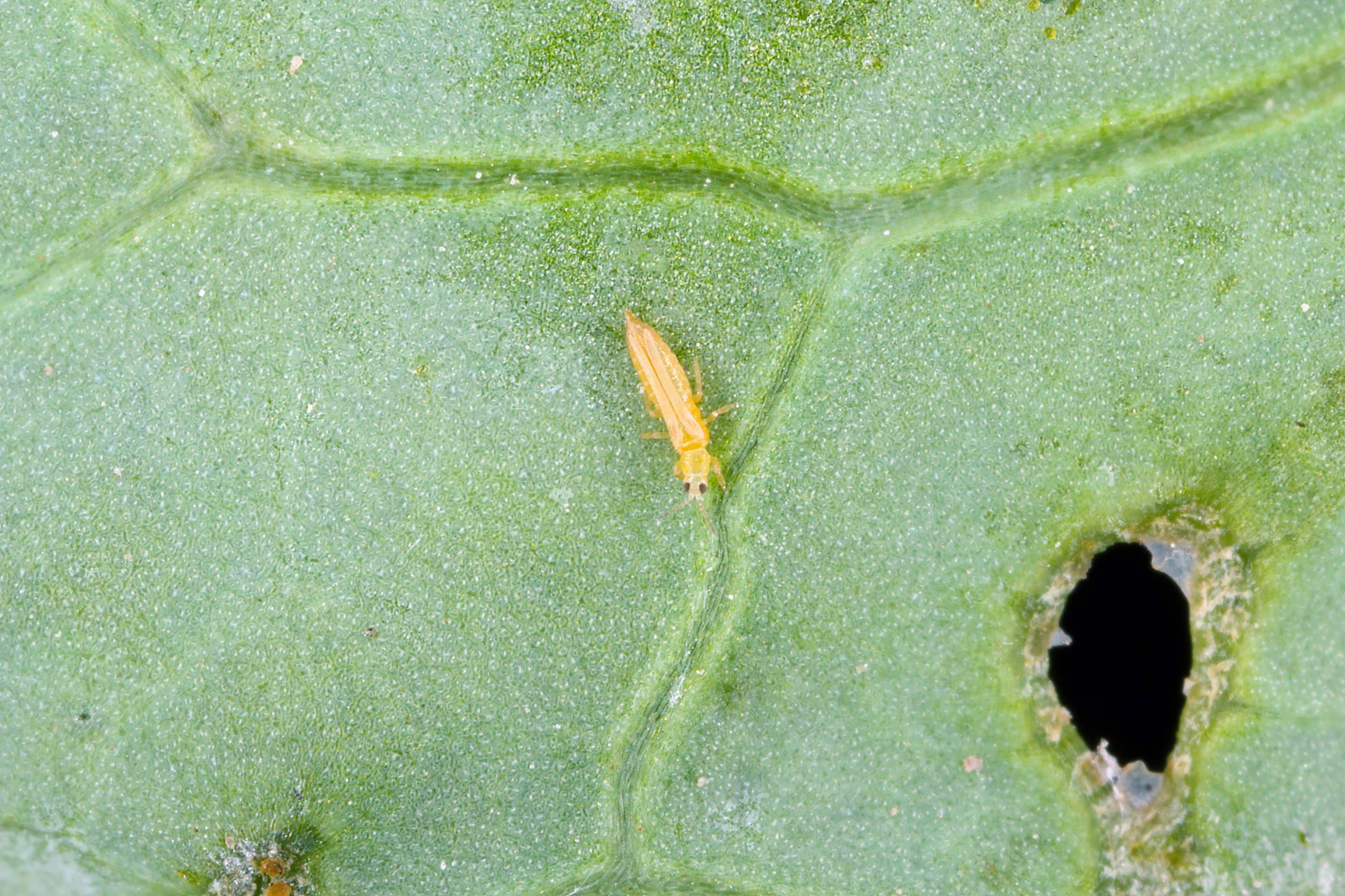 Thrips