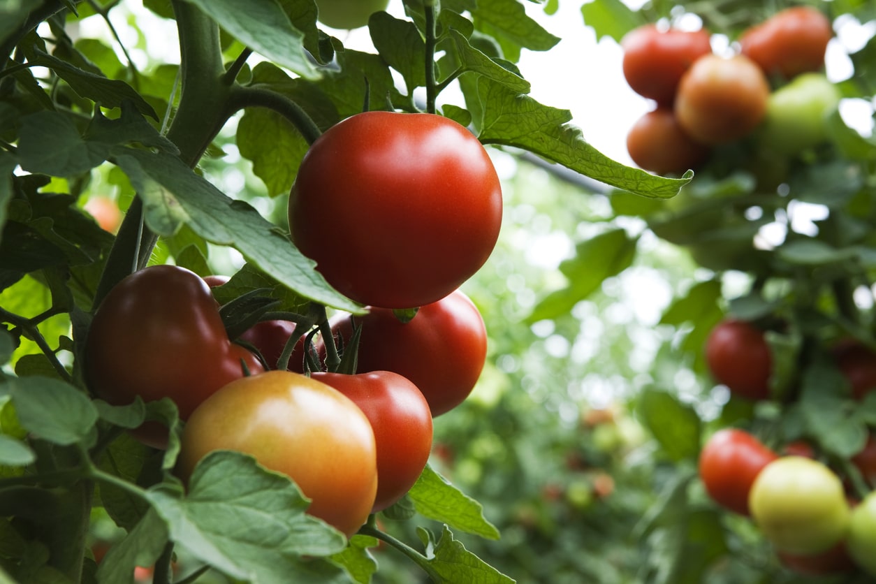 Tomato