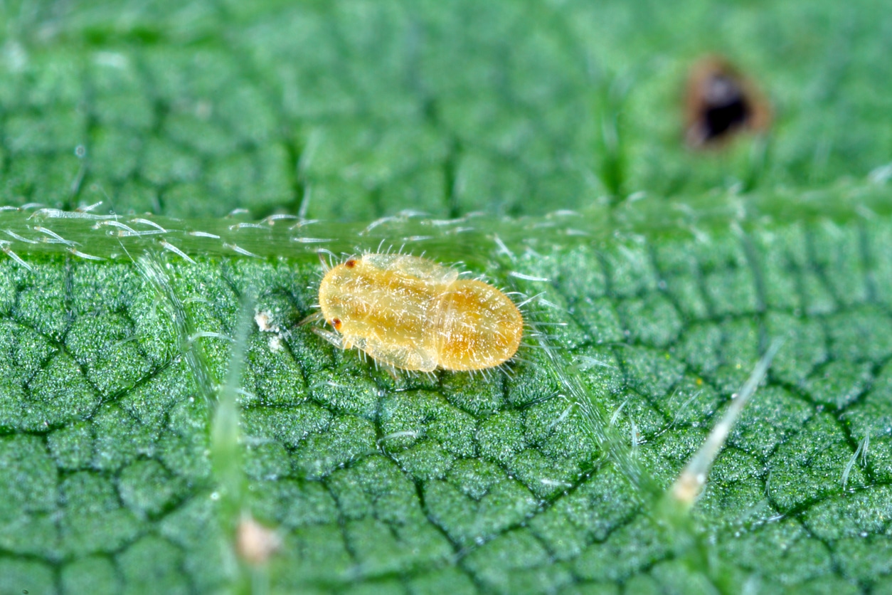 Psyllids
